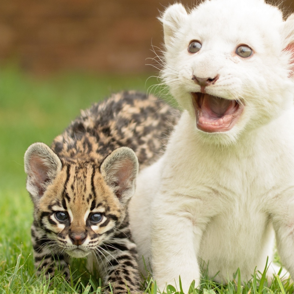 Детеныши оцелота и белого тигра