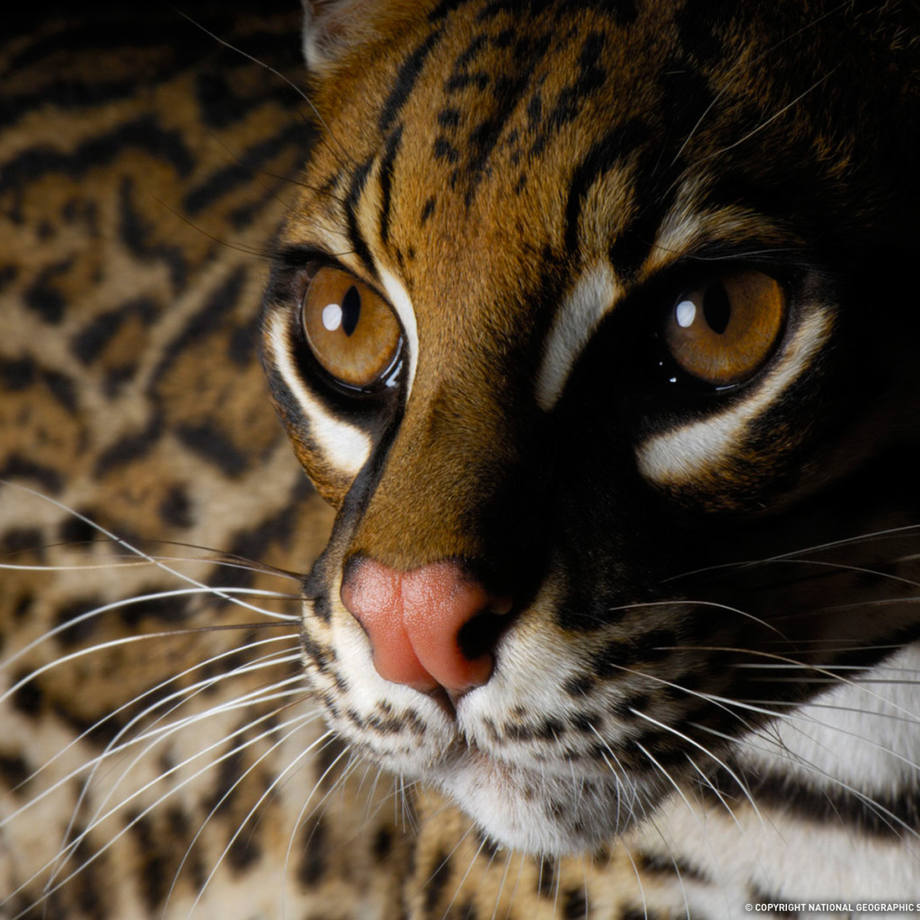 Глаза дикой кошки