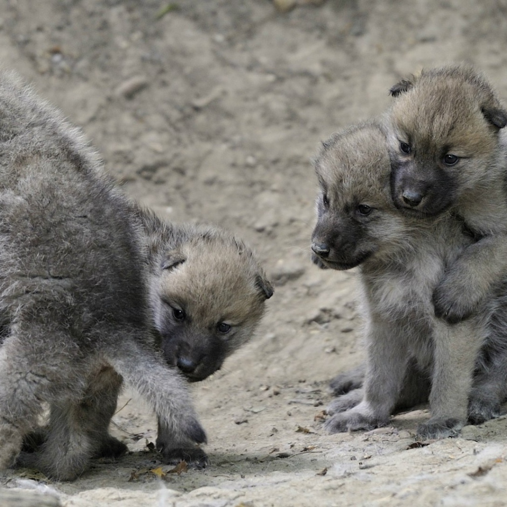 Выводок детей волчат