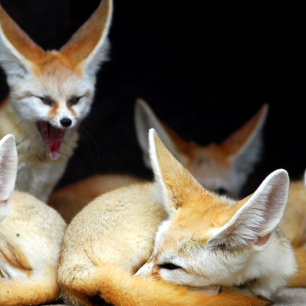 Семья лис породы фенек