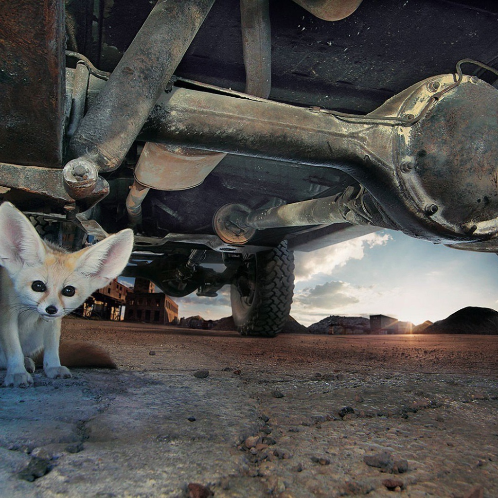 Фенек под автомобилем