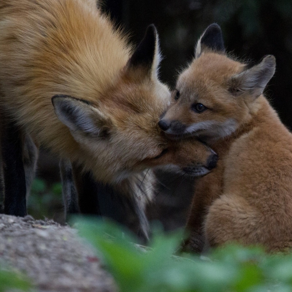 Лиса ухаживает за своим детенышем