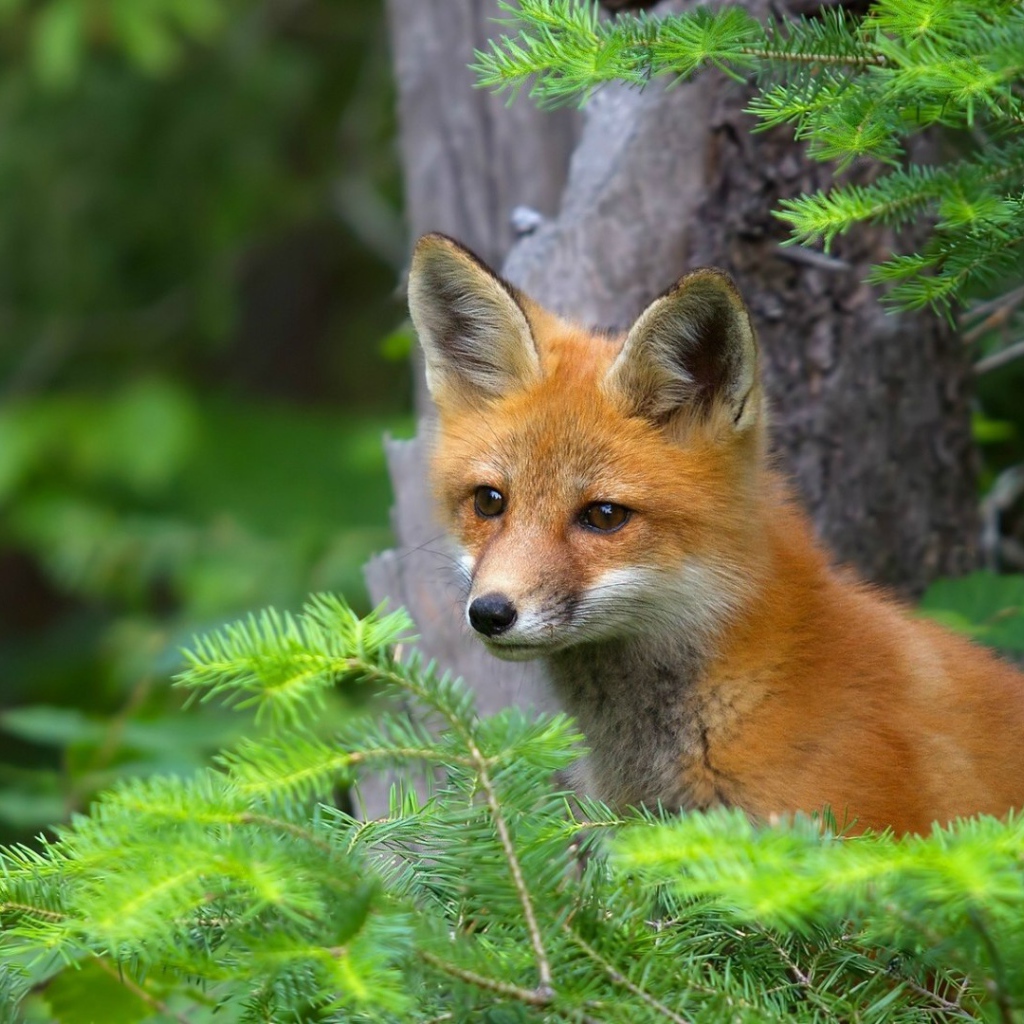 Лиса в хвойных зарослях