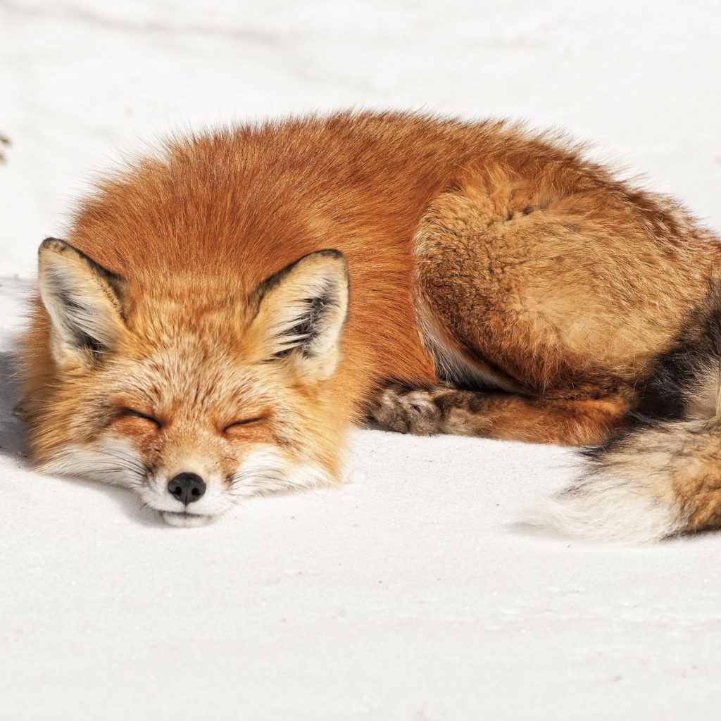 Лиса сладко спит на белом снегу