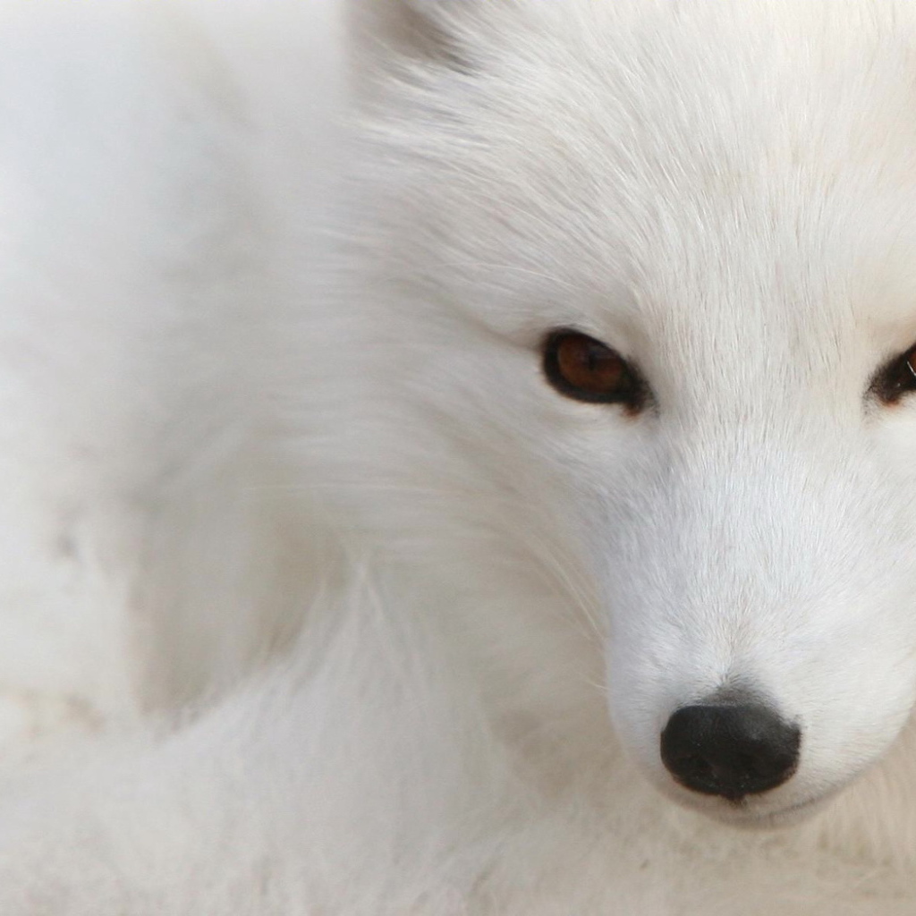 Fox with a black nose