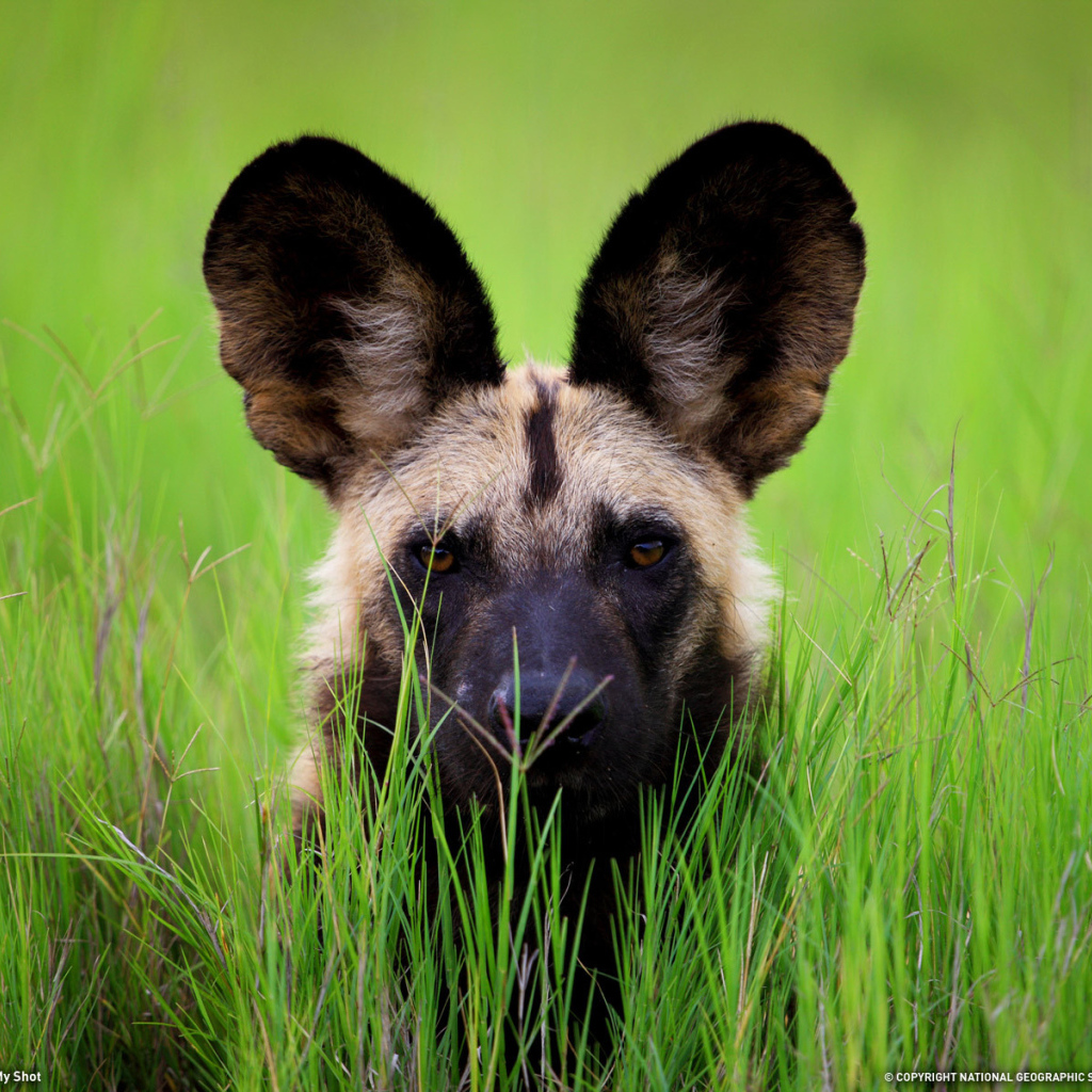Гиена с большими ушами