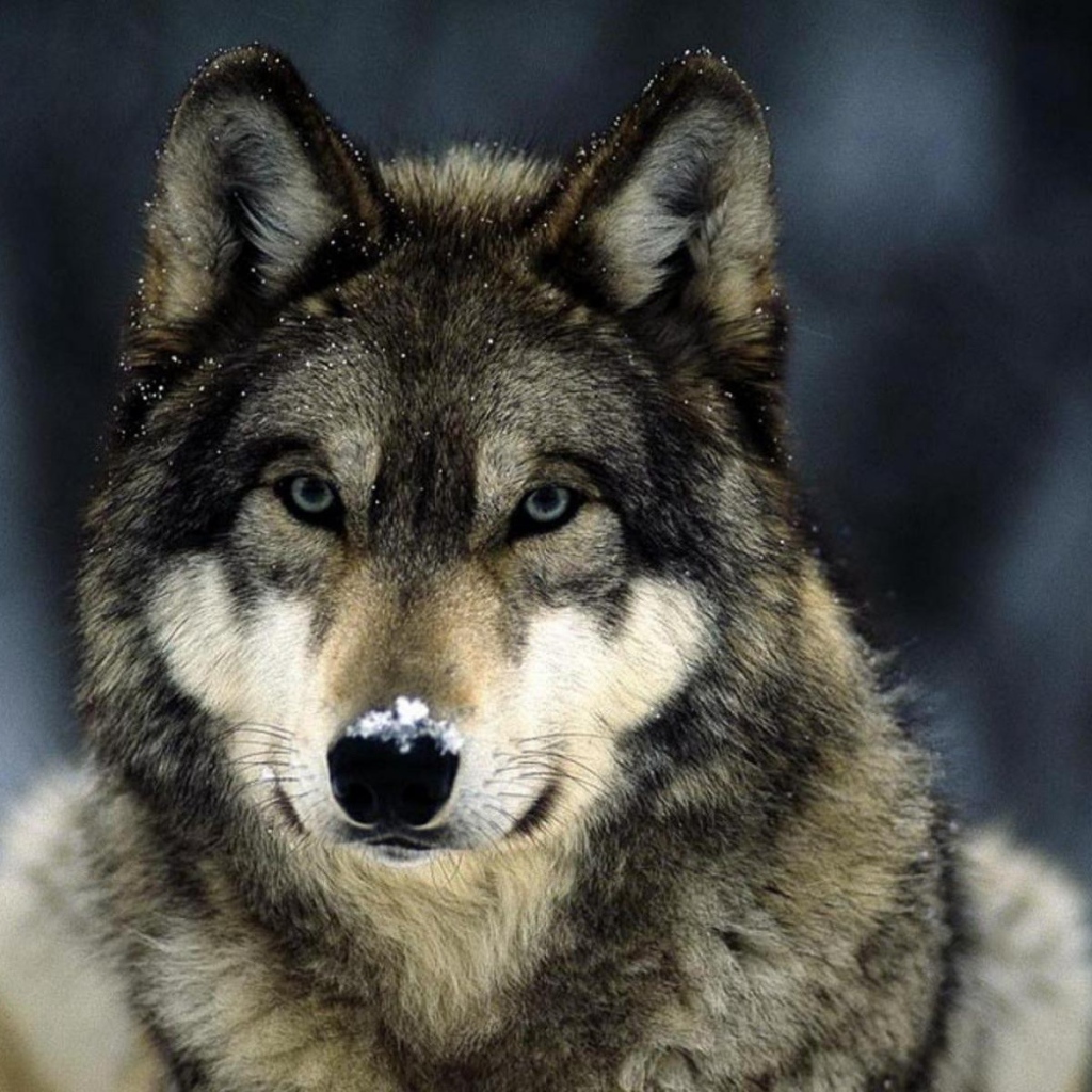 Мелкие снежинки на шерсти волка