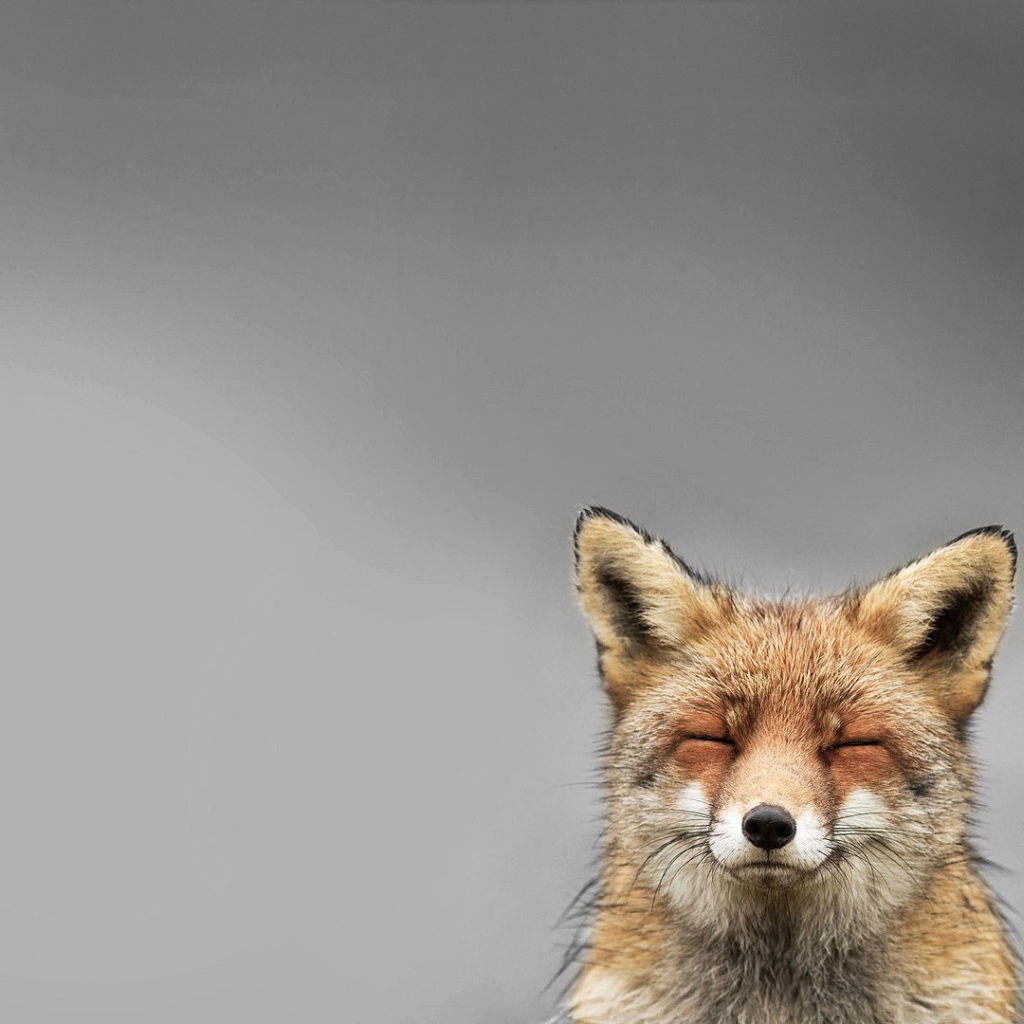 Голова лисы, серый фон