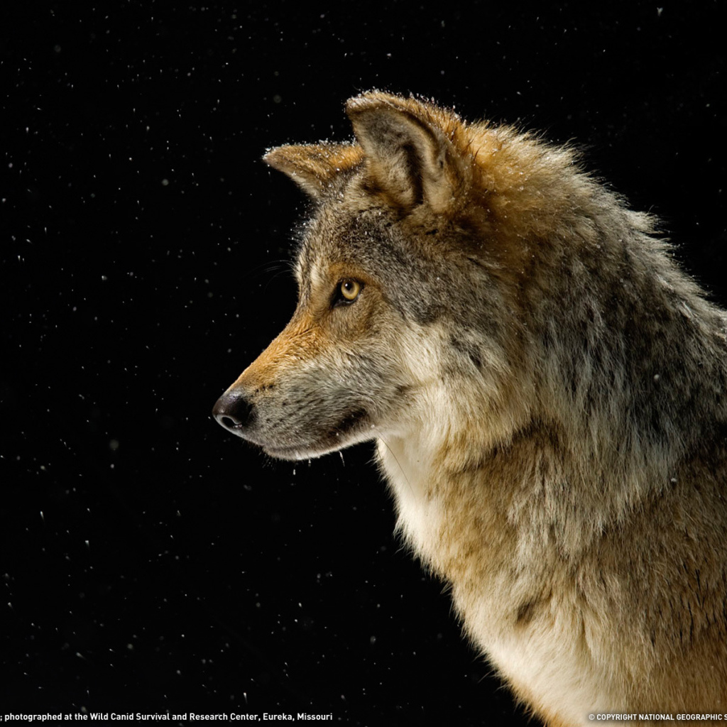 Профиль волка на черном фоне