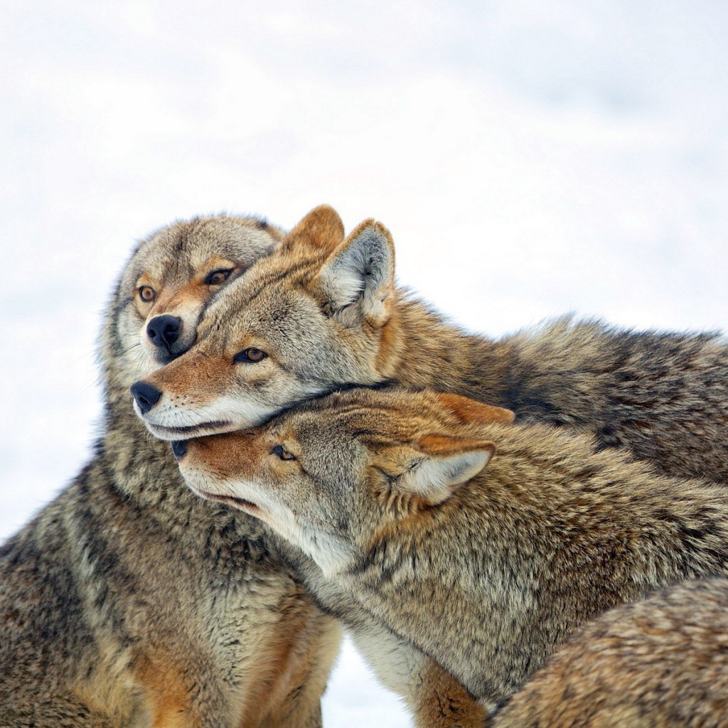 Три дружных волка