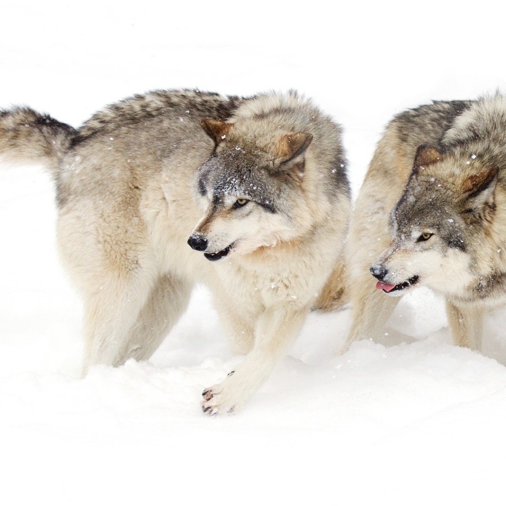 Два голодных волка на снегу