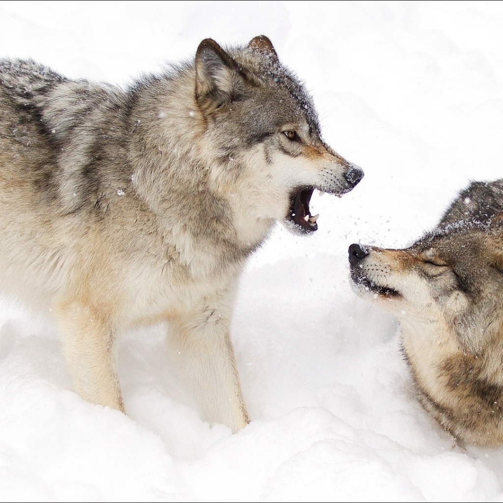 Два волка дерутся в снегу
