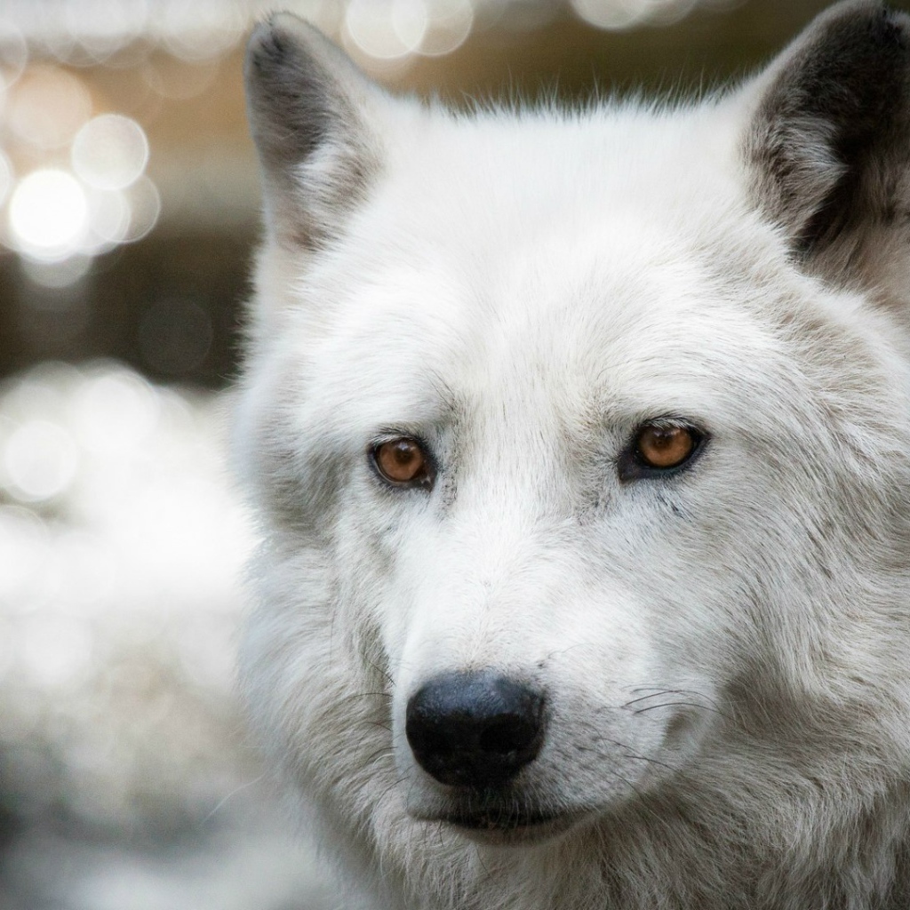 Белый полярный волк