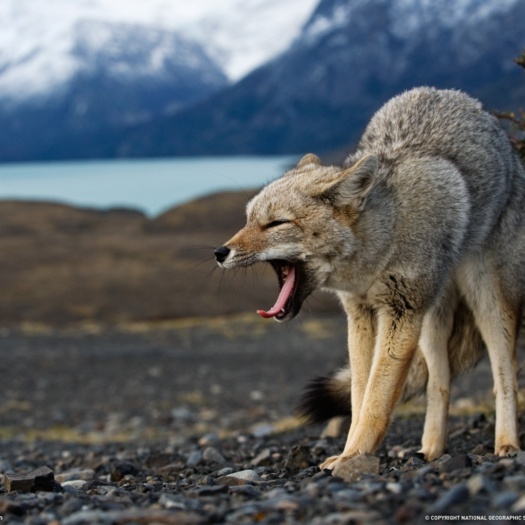 Волк в угрожающей позе
