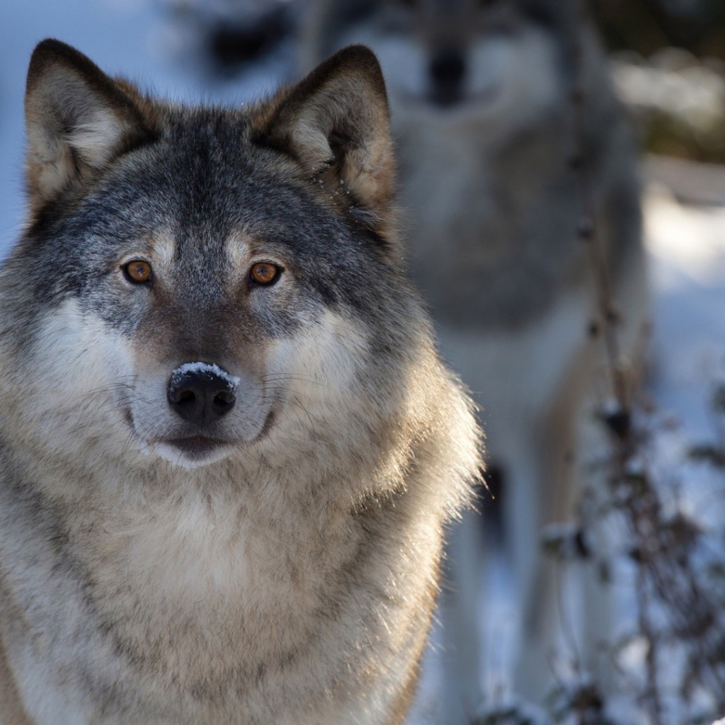 Волк в зимнем лесу