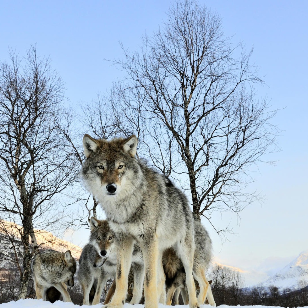 Волчица защищает своих волчат