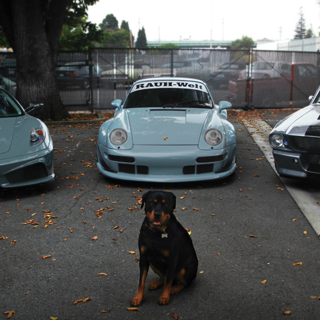 Собака охраняет дорогие авто