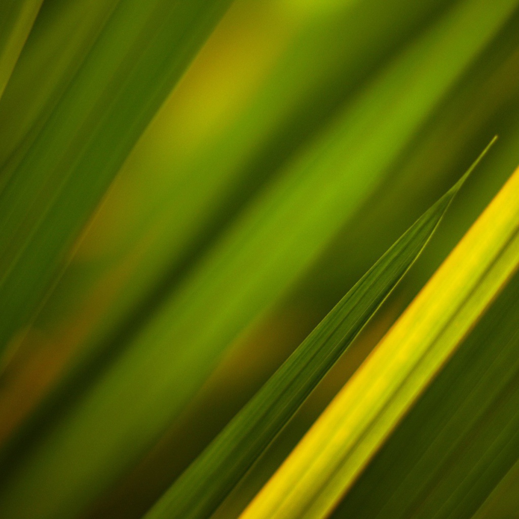 Фон из зеленой травы