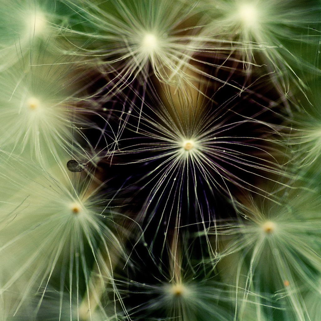 Фон из пушинок одуванчика