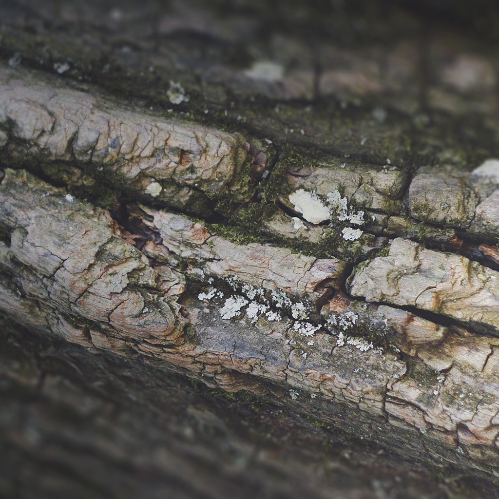 Кора дерева, фон