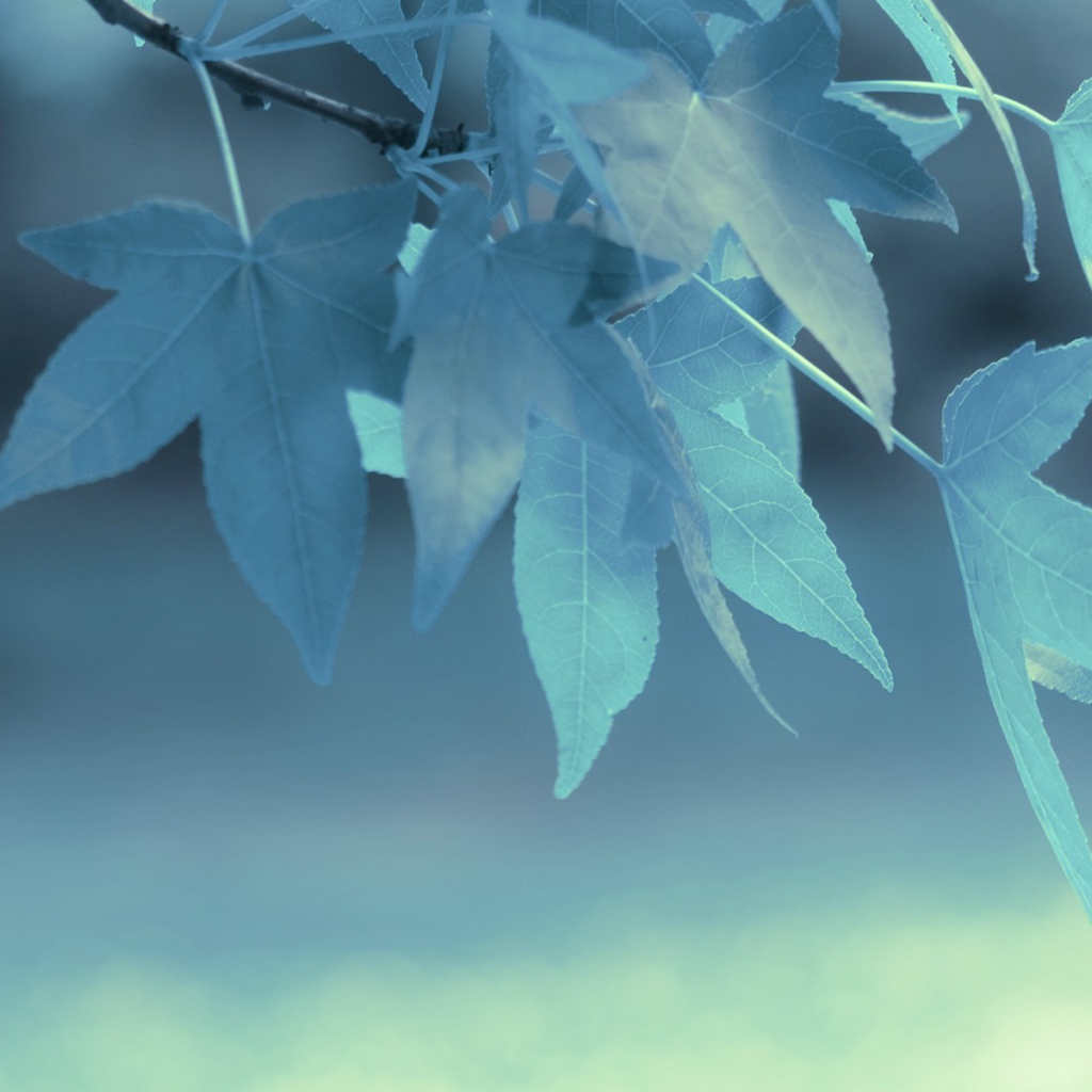 Голубые листья на дереве