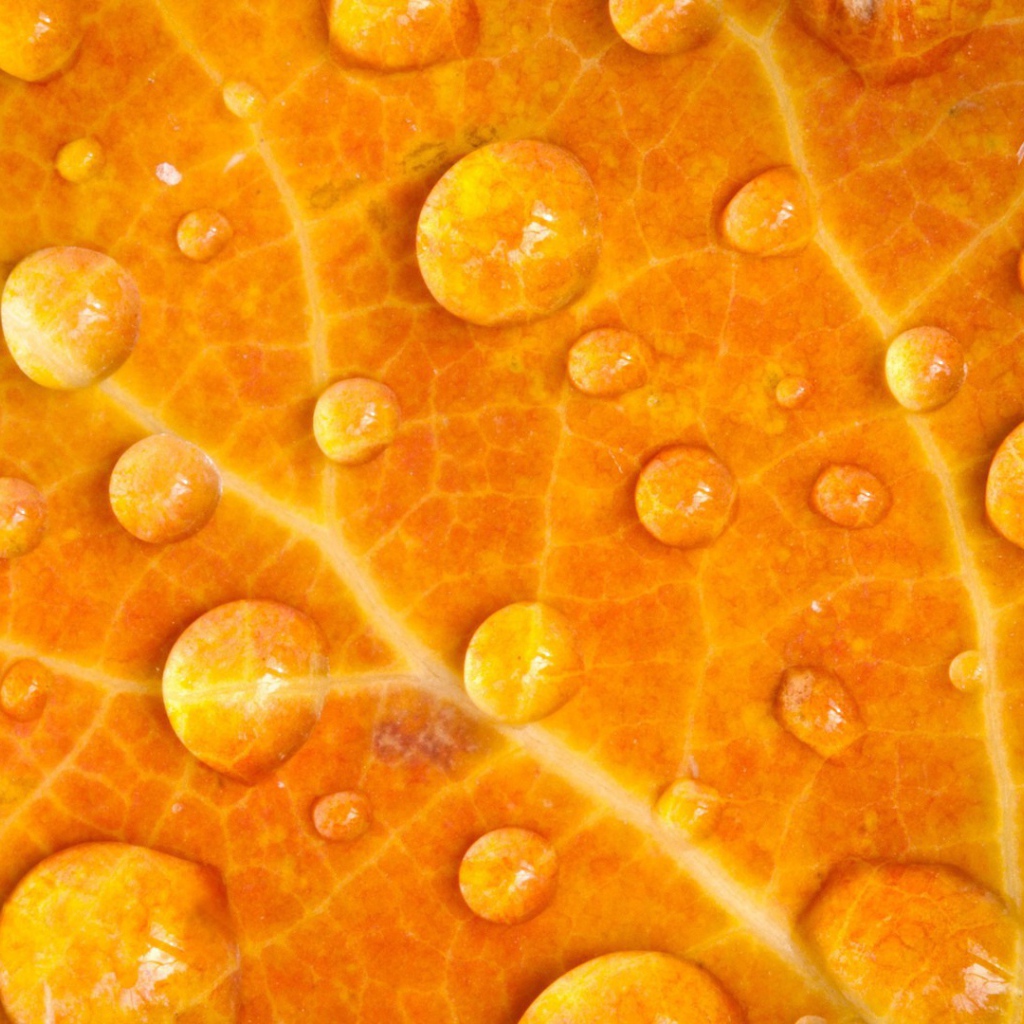 Капли воды на желтом листе, фон