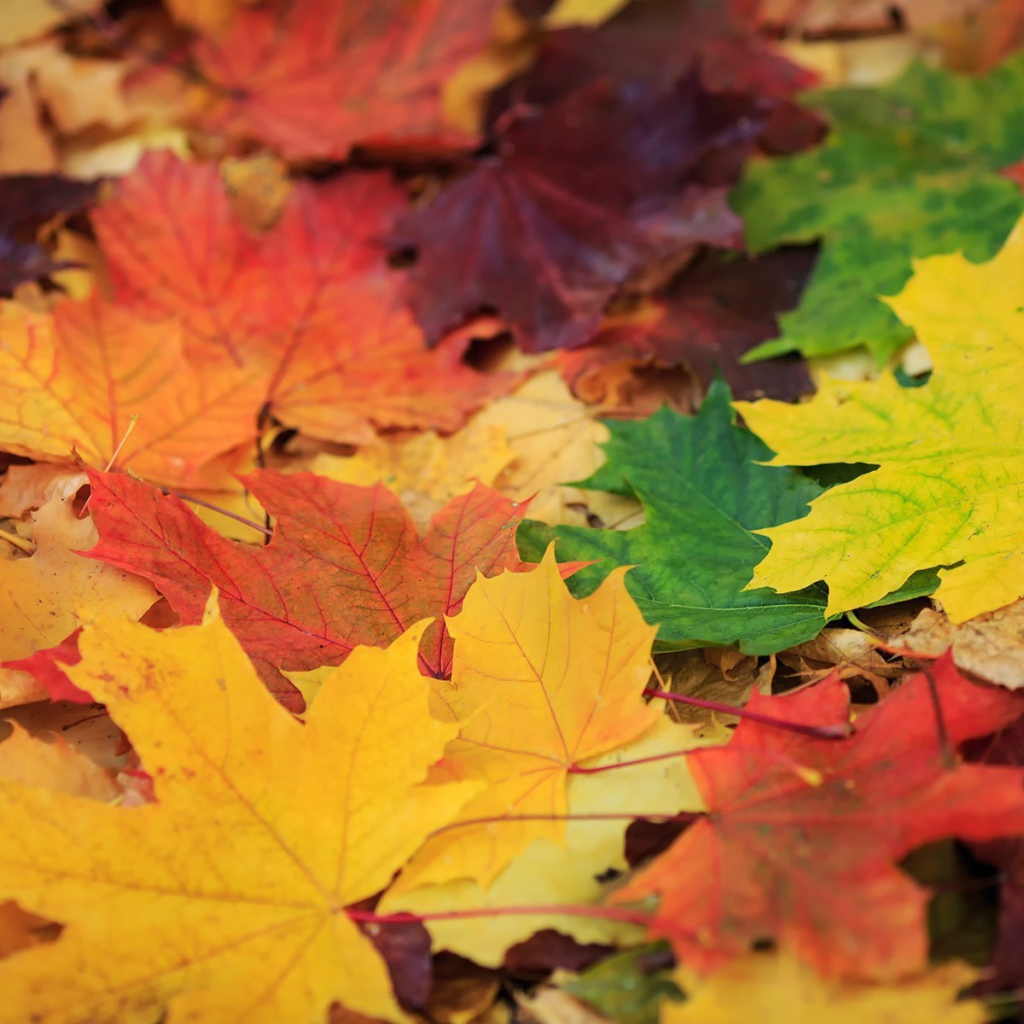 Опавшая листва с деревьев, фон