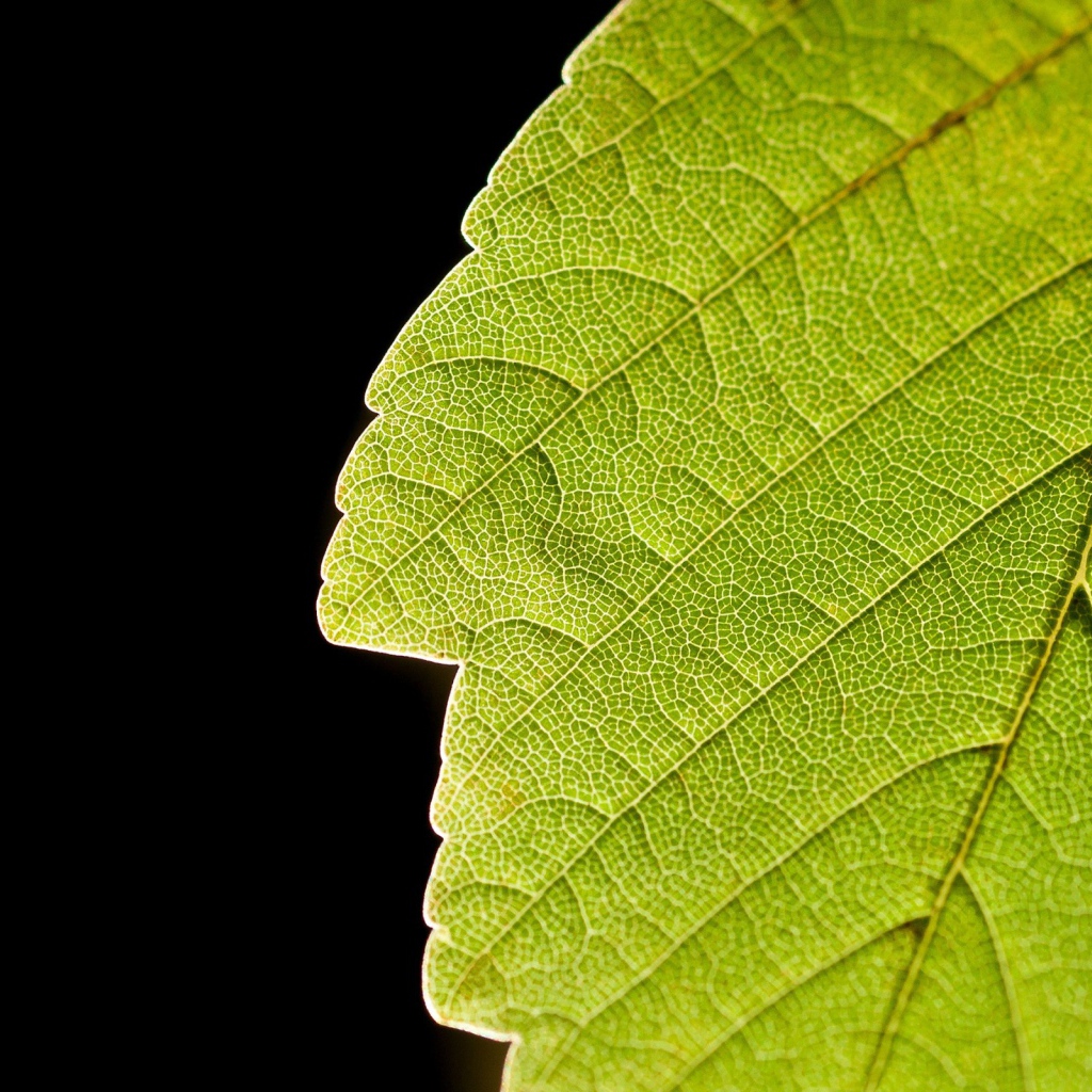 Зеленый лист и черный фон