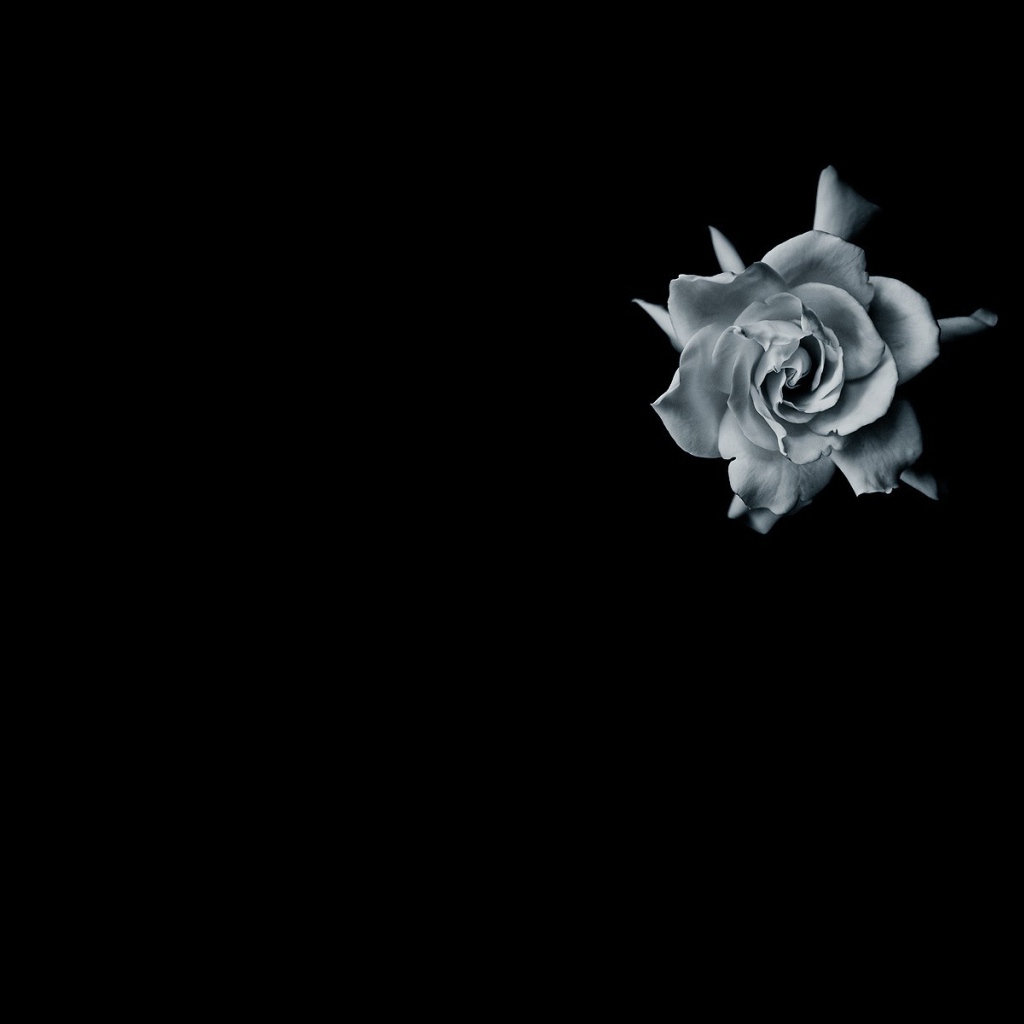 Серая роза на черном фоне