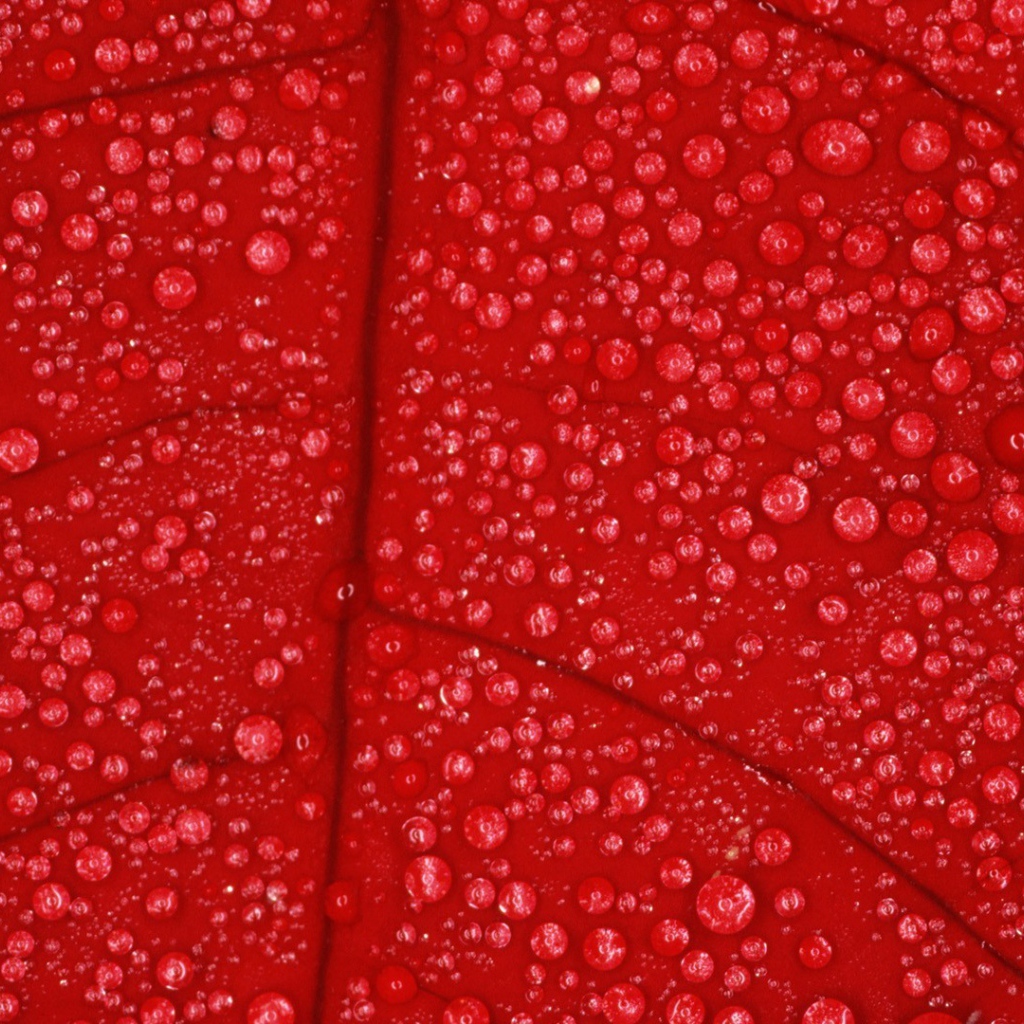 Влага на красном листе, фон