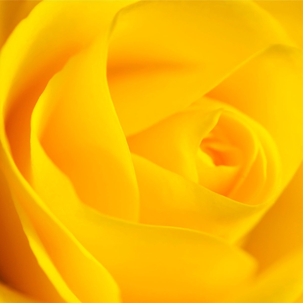 Цветок розы, желтый фон