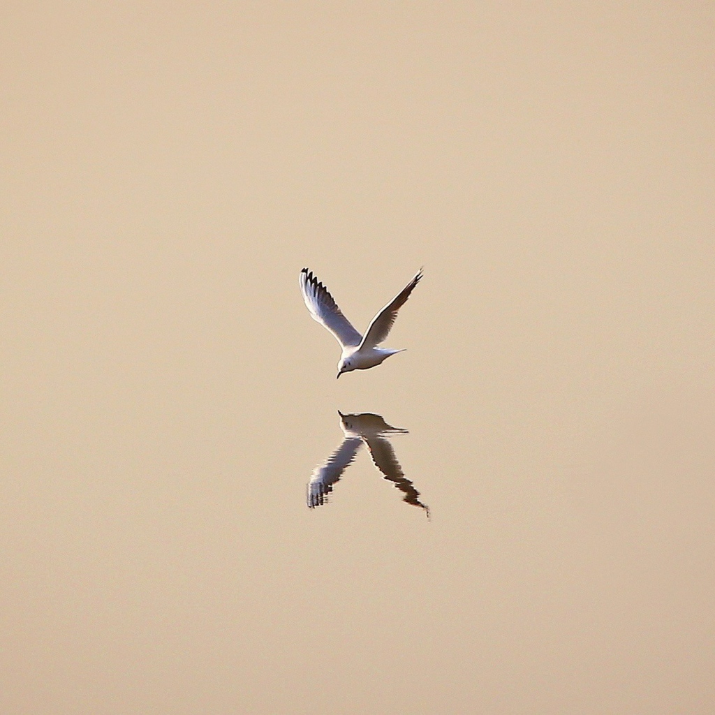 Чайка отражается в воде, светлый фон