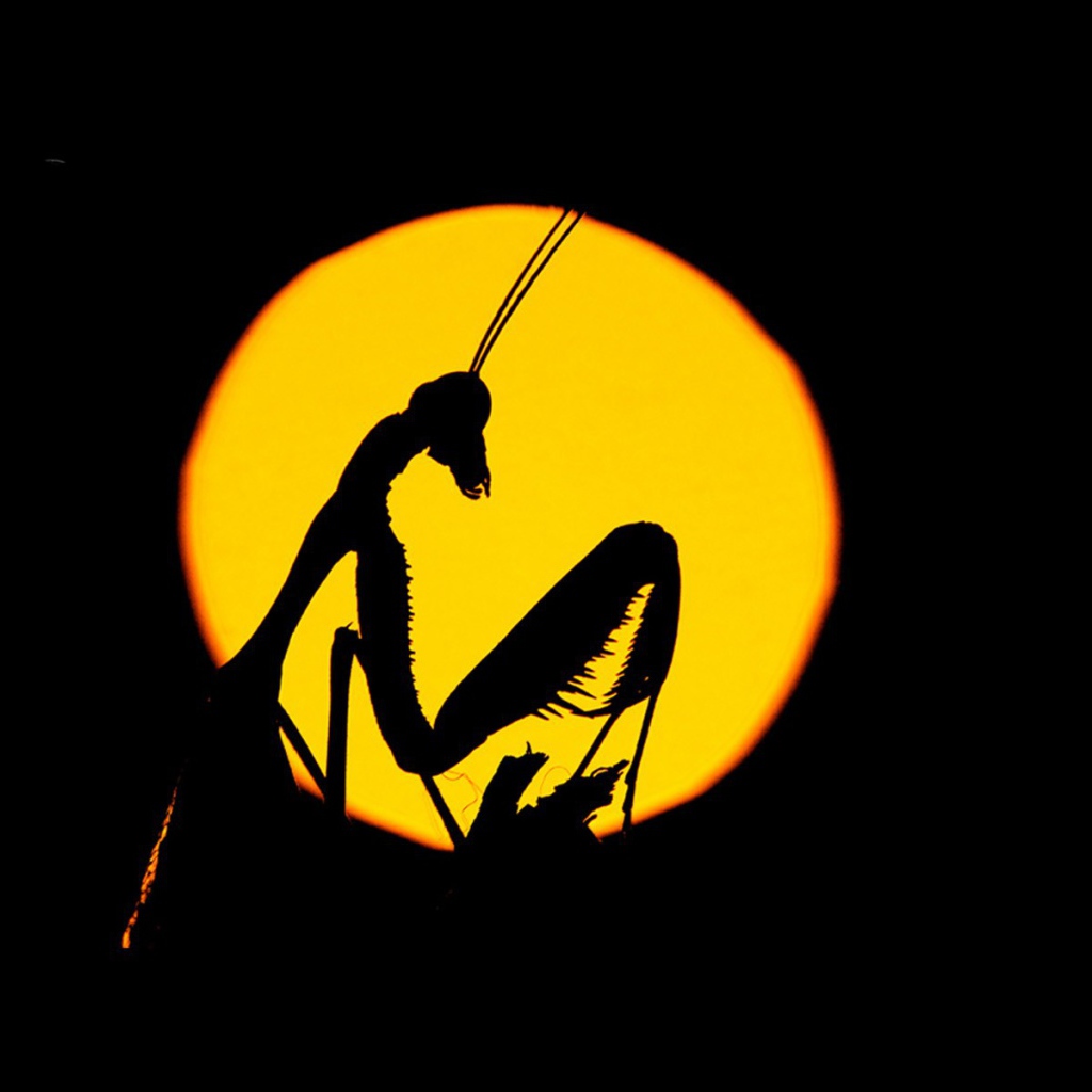 Силуэт насекомого на желтом фоне