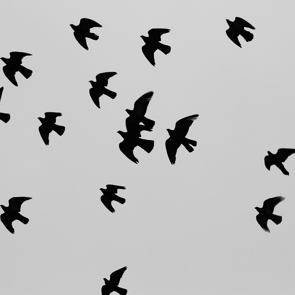 Силуэты черных птиц, серый фон