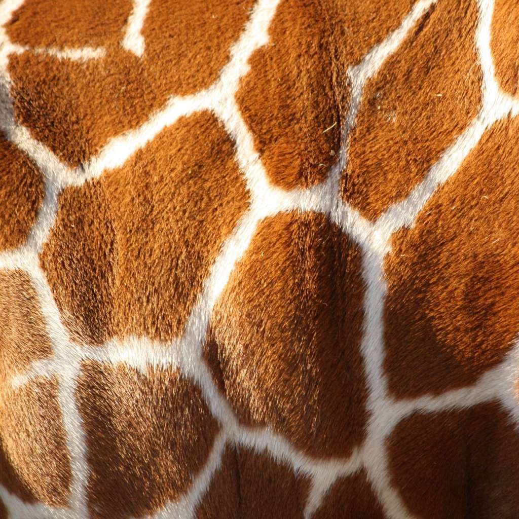Шкура жирафа, текстура