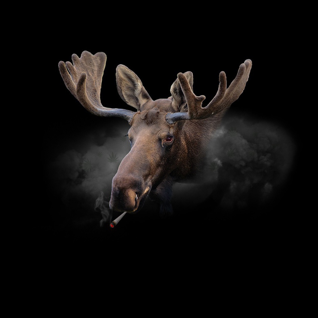 Курящий олень, черный фон