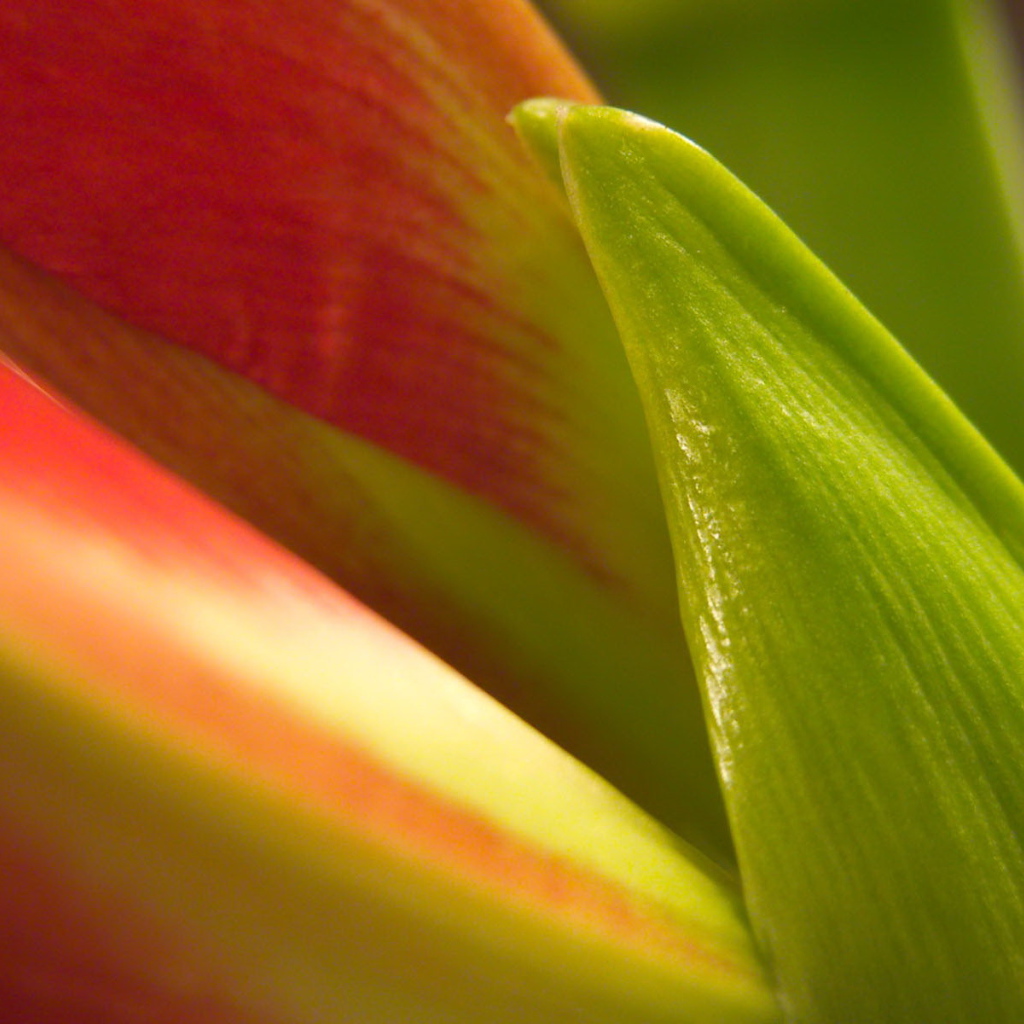 Фон из листьев