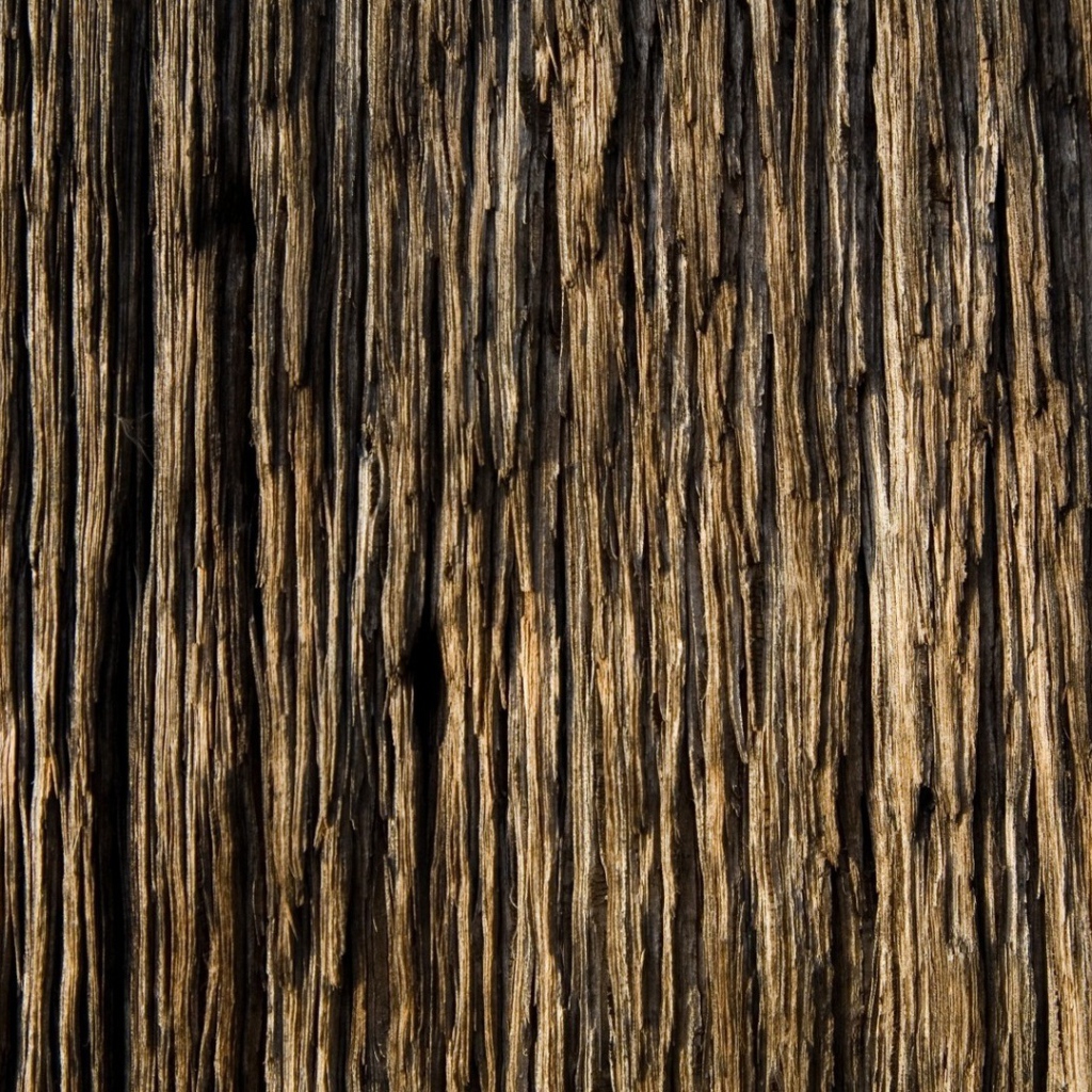 Старое ветхое дерево