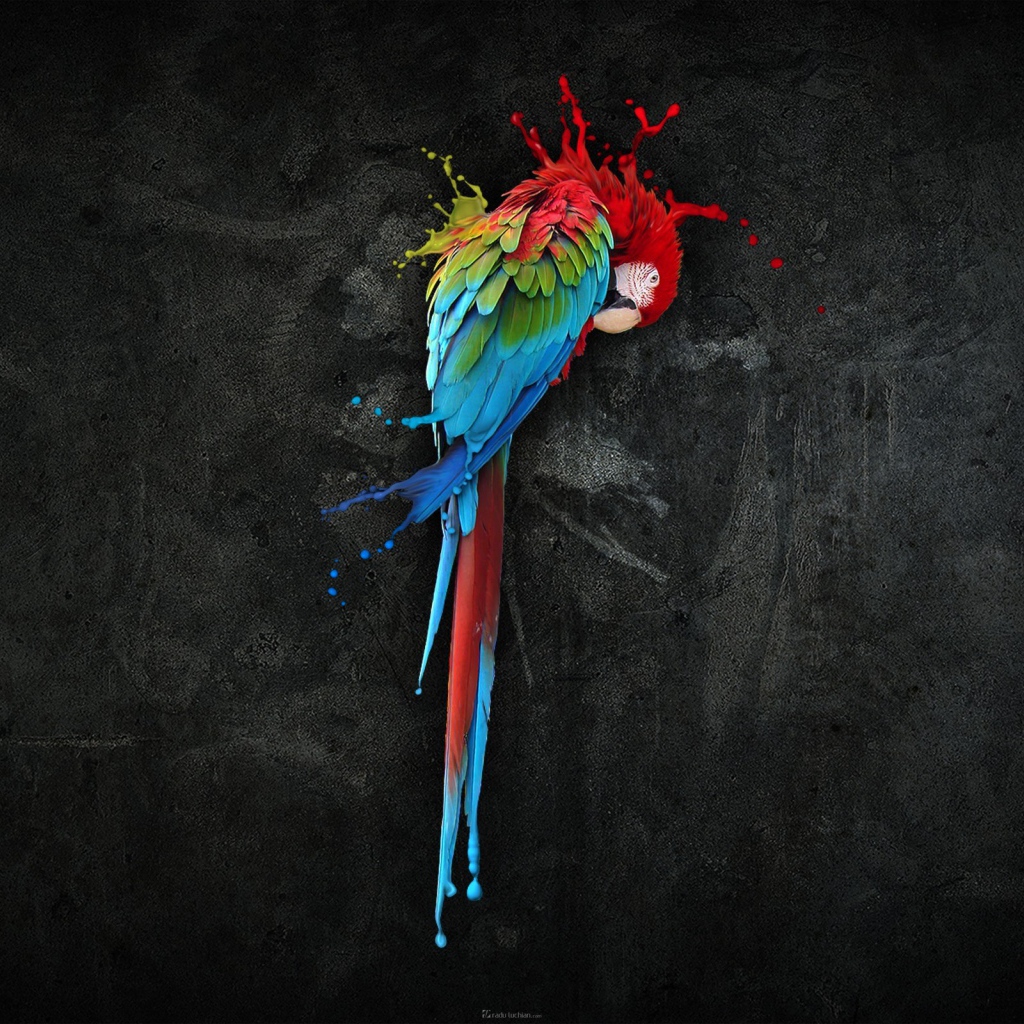 Попугай, черный фон