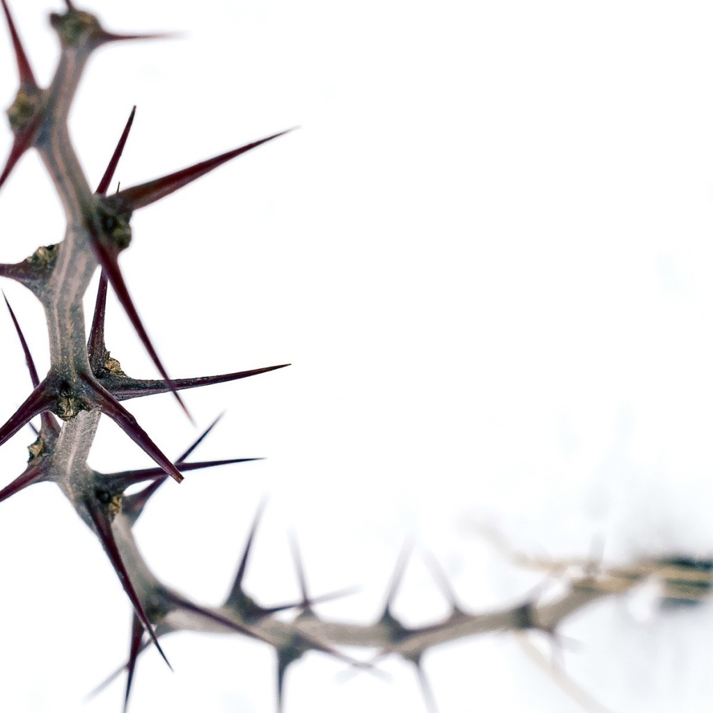 Колючка на белом фоне