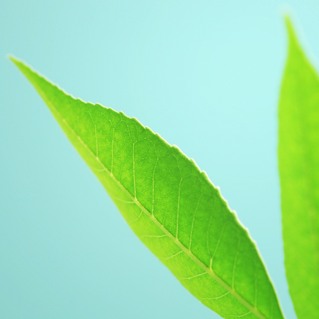 Три зеленых листика на голубом фоне