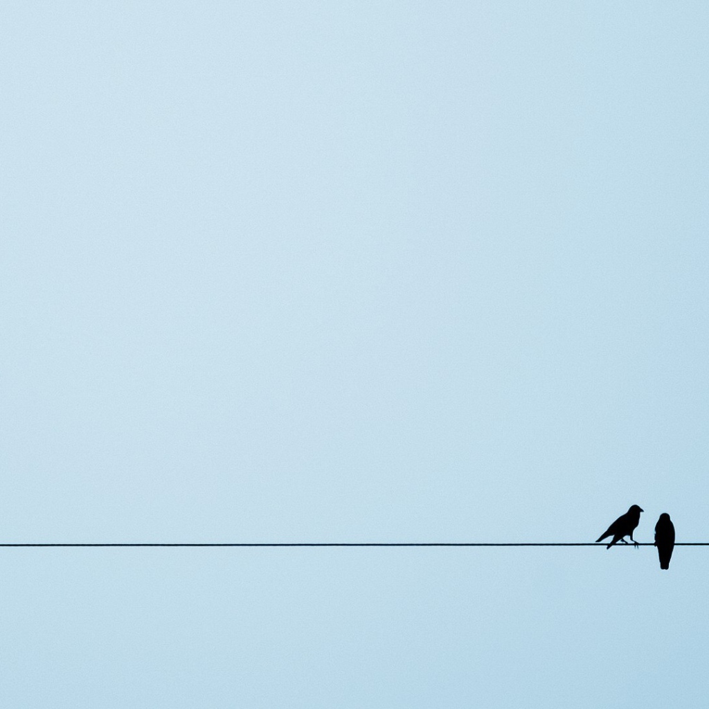 Две птицы на канате, голубой фон