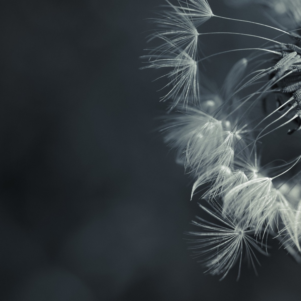 Зонтик засохшего одуванчика, серый фон