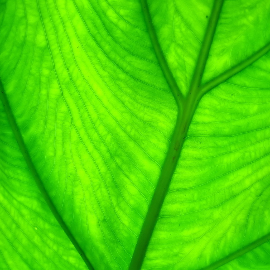 Прожилки листа растения
