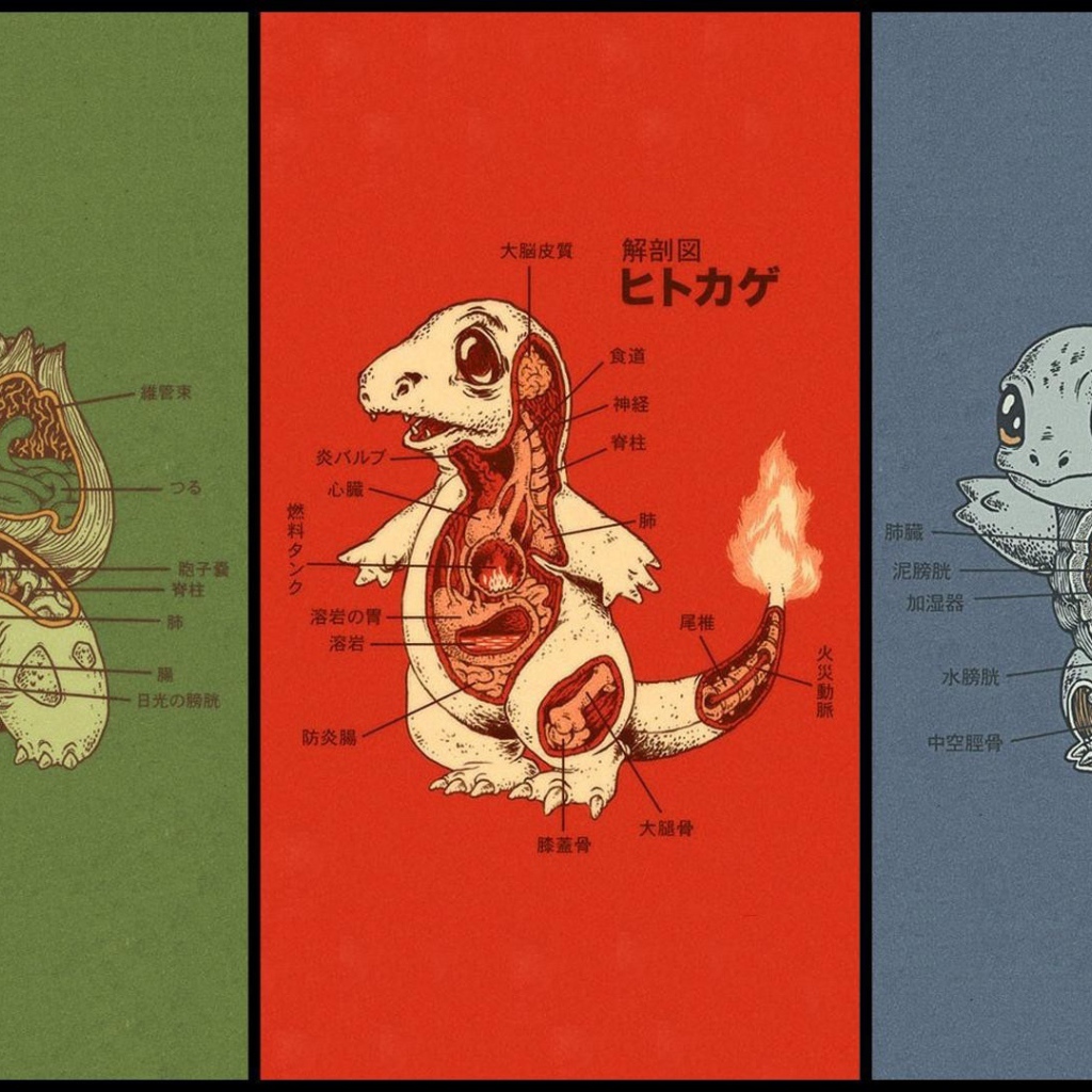 Анатомия разных покемонов