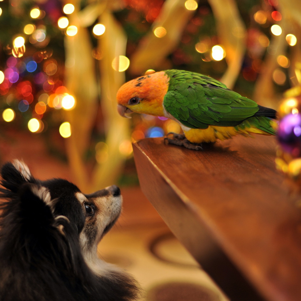 Собака и попугай встречают Рождество