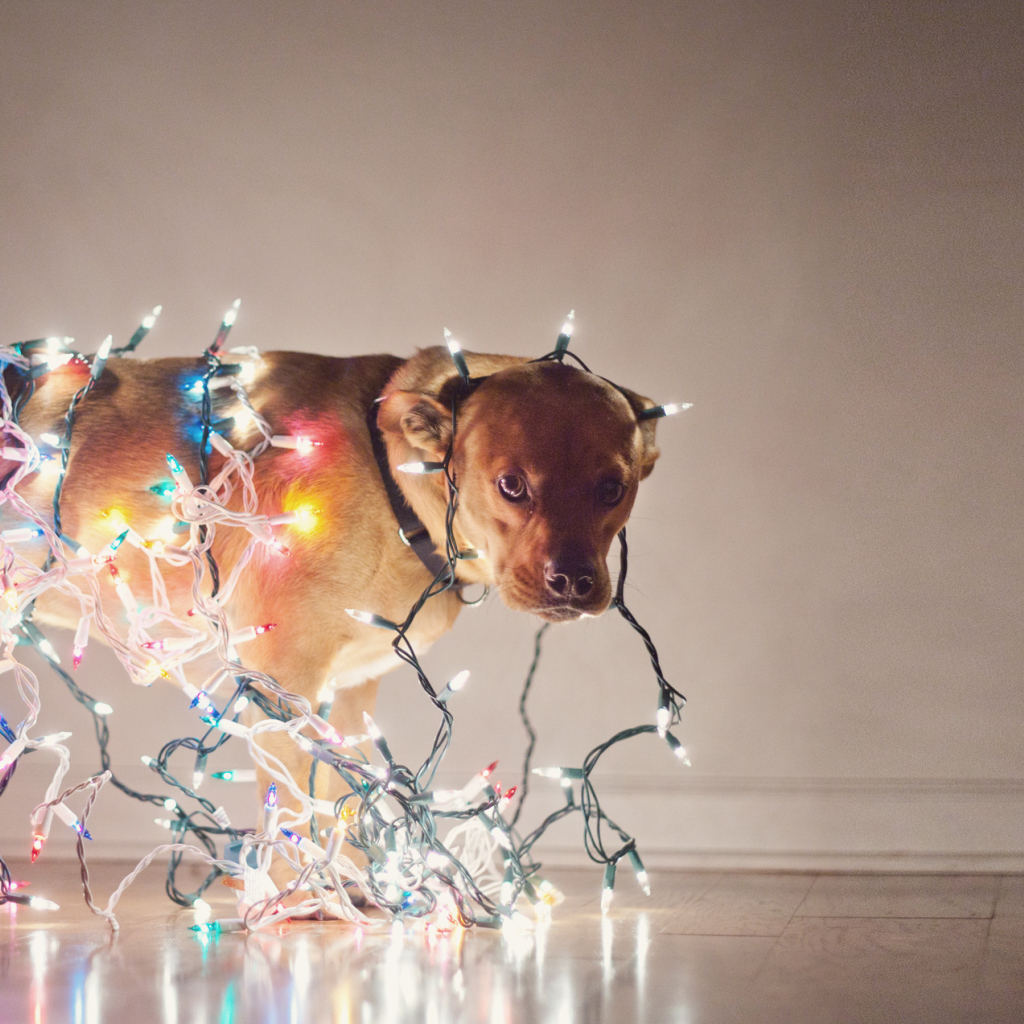 Собака обвешенная гирляндами