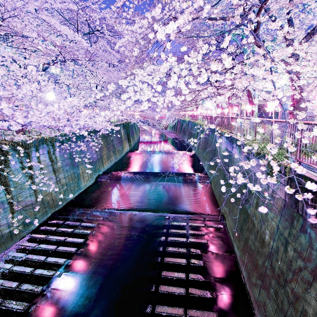 Цветущие деревья над рекой