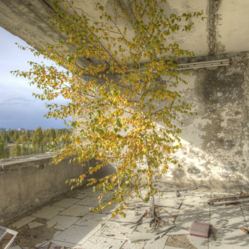 Дерево внутри здания в Припяти