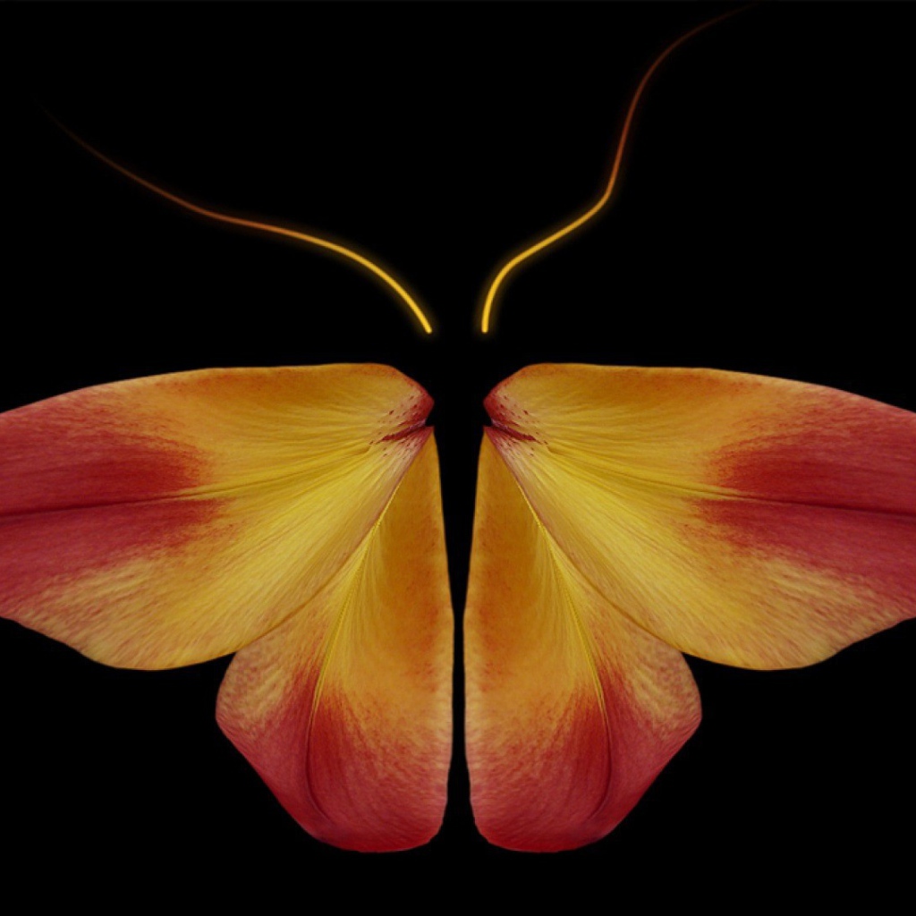 Бабочка из цветочных лепестков